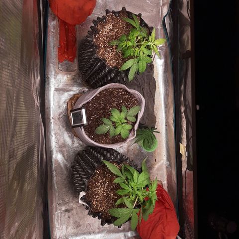 Lina growlog timeline photo