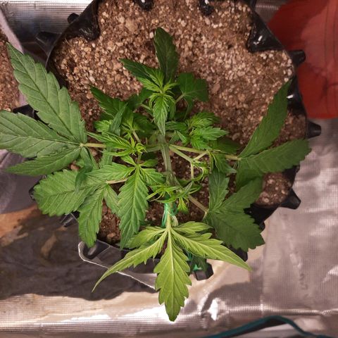Lina growlog timeline photo