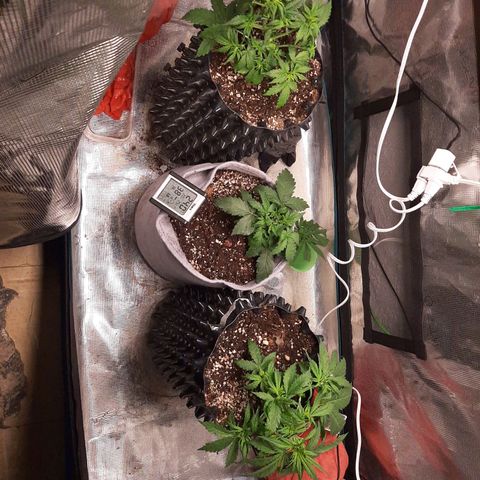 Lina growlog timeline photo