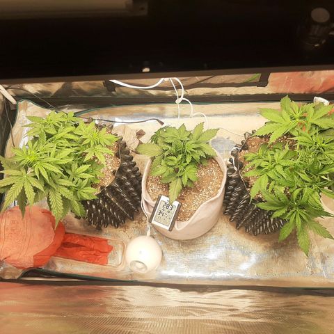 Lina growlog photo: 10:18am