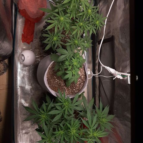 Lina growlog timeline photo