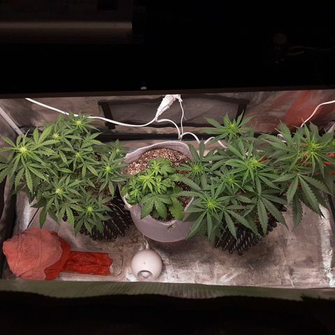 Lina growlog timeline photo