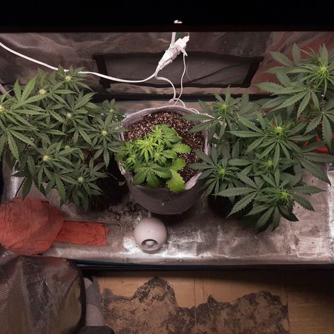 Lina growlog timeline photo