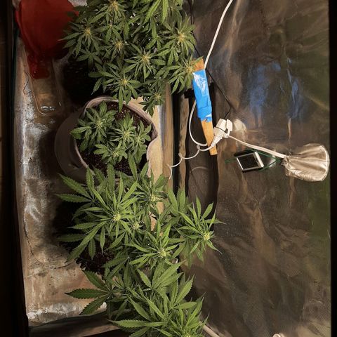 Lina growlog timeline photo