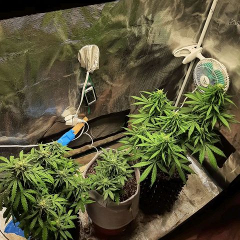 Lina growlog timeline photo