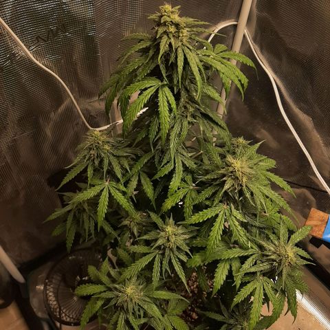 Lina growlog photo: Olor muy fuerte
Dulce/cítrico