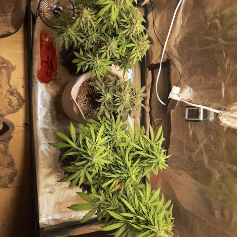Lina growlog timeline photo