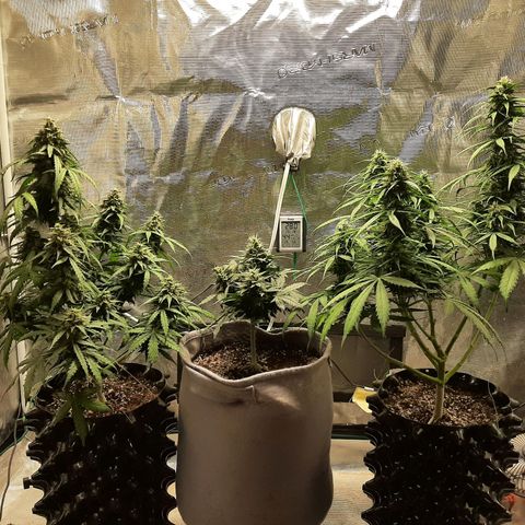 Lina growlog timeline photo