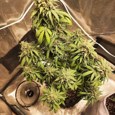 Lina growlog timeline photo