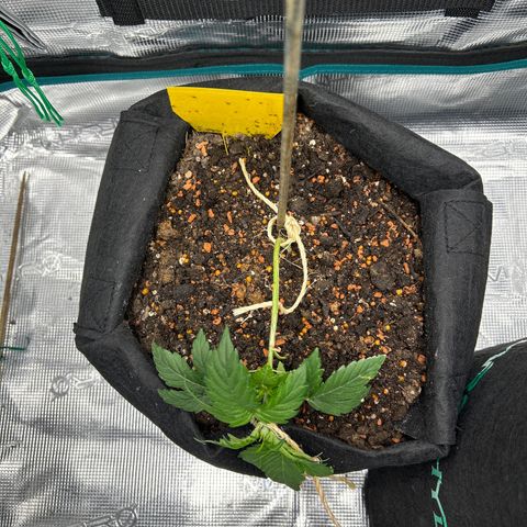 Cookie Gelato Auto growlog photo: #1 LST