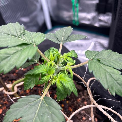 Cookie Gelato Auto growlog photo: #1 Topping