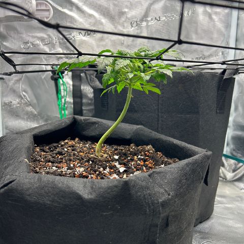 Cookie Gelato Auto growlog timeline photo