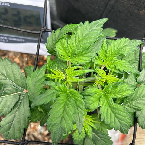Cookie Gelato Auto growlog photo: Flowering Start