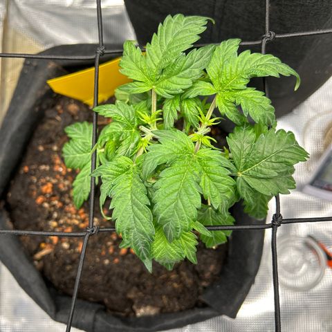 Cookie Gelato Auto growlog timeline photo