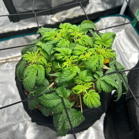 Cookie Gelato Auto growlog photo: Merry Christmas!