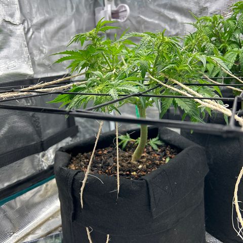 Cookie Gelato Auto growlog timeline photo