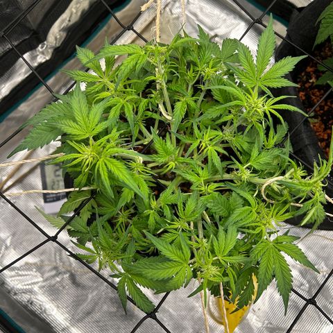 Cookie Gelato Auto growlog timeline photo