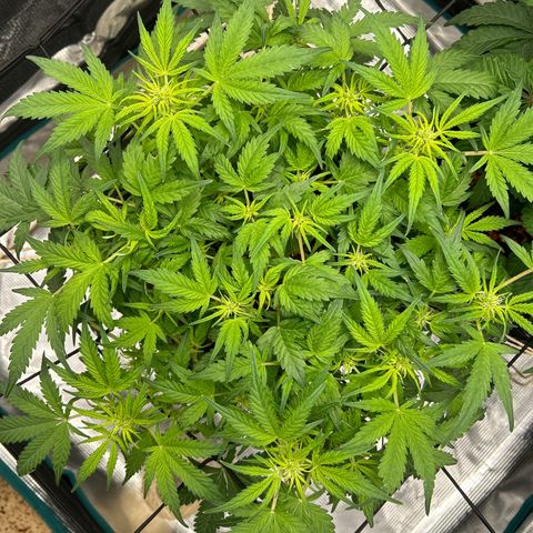 Cookie Gelato Auto growlog timeline photo