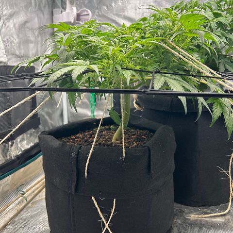 Cookie Gelato Auto growlog timeline photo