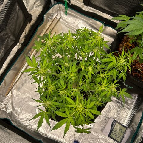 Cookie Gelato Auto growlog timeline photo