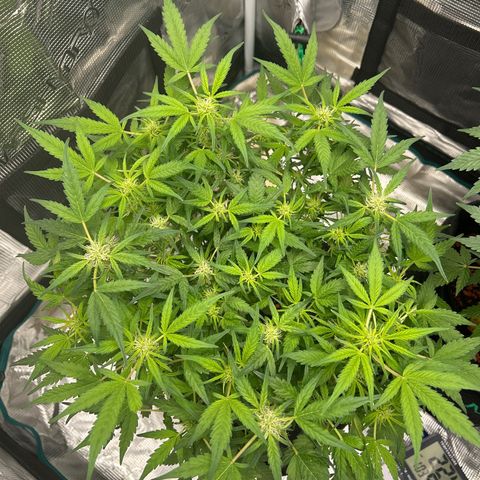 Cookie Gelato Auto growlog timeline photo