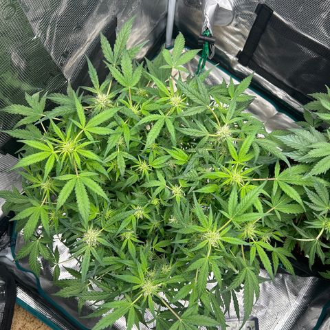 Cookie Gelato Auto growlog timeline photo
