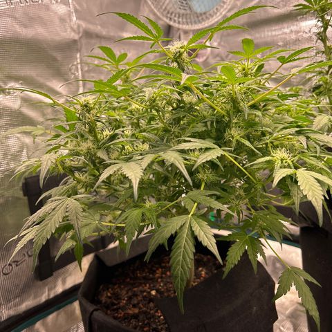 Cookie Gelato Auto growlog timeline photo