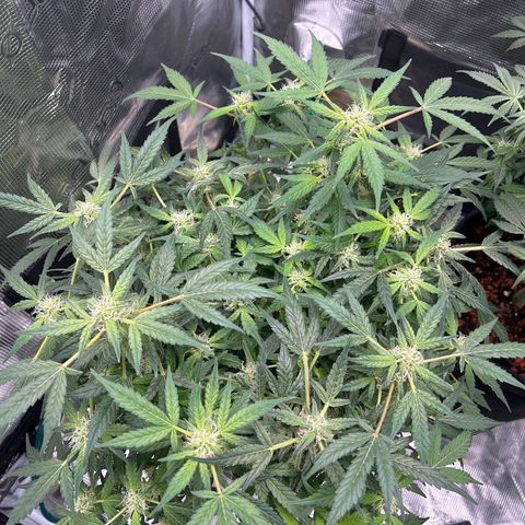 Cookie Gelato Auto growlog timeline photo