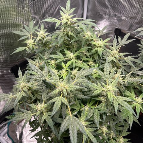 Cookie Gelato Auto growlog timeline photo
