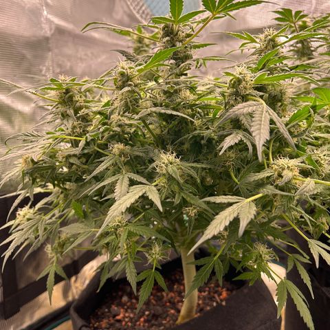 Cookie Gelato Auto growlog timeline photo
