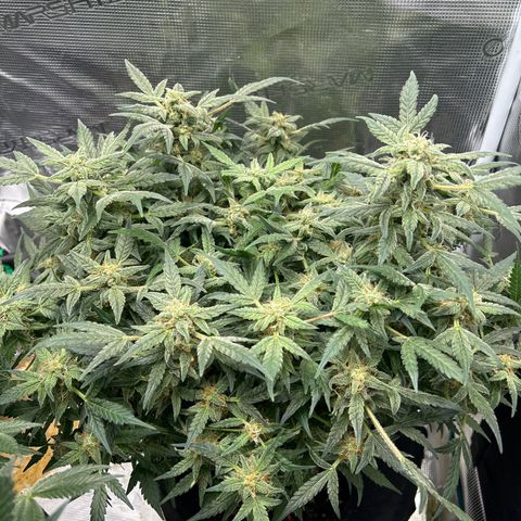 Cookie Gelato Auto growlog timeline photo