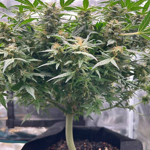 Cookie Gelato Auto growlog timeline photo