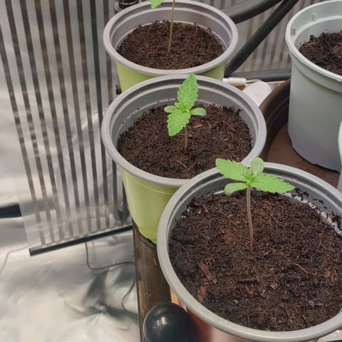 Biscotti growlog timeline photo