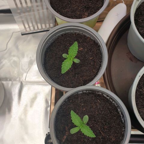 Biscotti growlog timeline photo