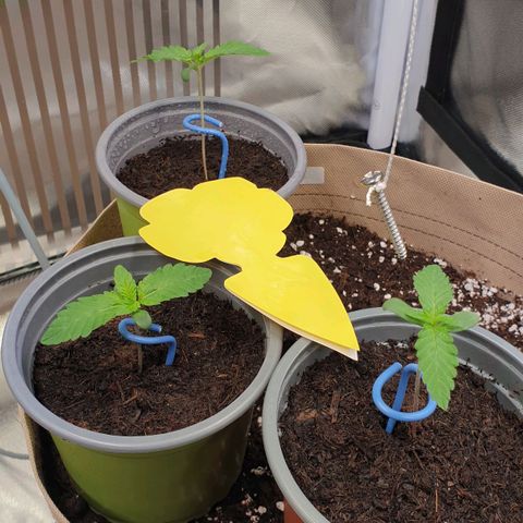 Biscotti growlog timeline photo