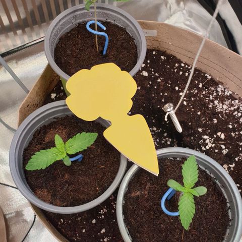 Biscotti growlog timeline photo