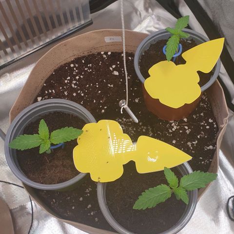 Biscotti growlog timeline photo