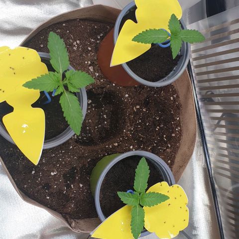 Biscotti growlog timeline photo