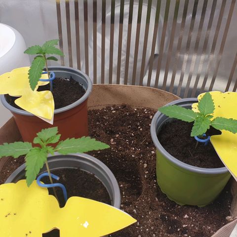 Biscotti growlog timeline photo