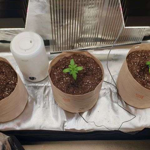 Biscotti growlog photo: Wachstum vorhanden. Aber sie hängen etwas durch. Eine von den dreien ist deutlich hinterher. 