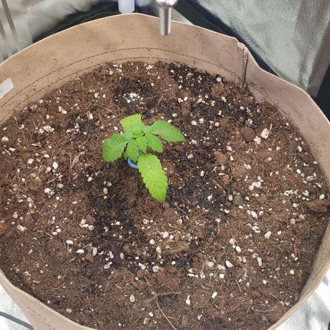 Biscotti growlog photo: Wachstum vorhanden. Aber sie hängen etwas durch. Eine von den dreien ist deutlich hinterher. 