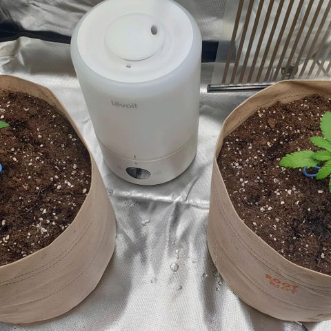 Biscotti growlog photo: Wachstum vorhanden. Aber sie hängen etwas durch. Eine von den dreien ist deutlich hinterher. 