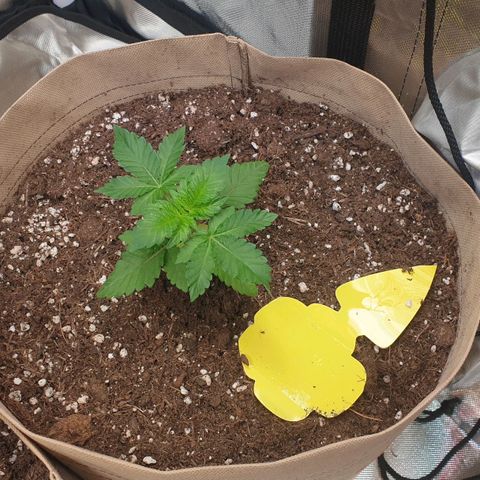 Biscotti growlog photo: Eine der drei leider weiterhin hinterher. 