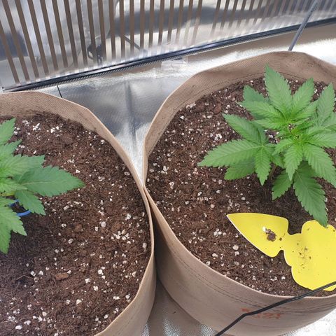 Biscotti growlog photo: Eine der drei leider weiterhin hinterher. 