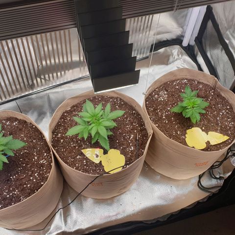 Biscotti growlog photo: Eine der drei leider weiterhin hinterher. 