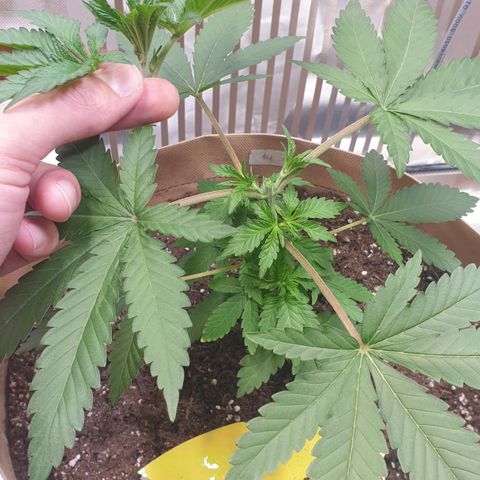 Biscotti growlog timeline photo