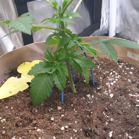 Biscotti growlog timeline photo