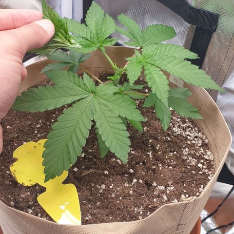 Biscotti growlog timeline photo