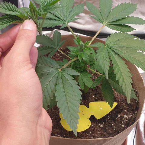 Biscotti growlog timeline photo