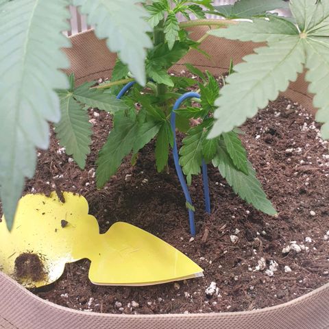 Biscotti growlog timeline photo
